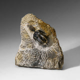 Psychopyge Trilobite on Matrix from Morocco