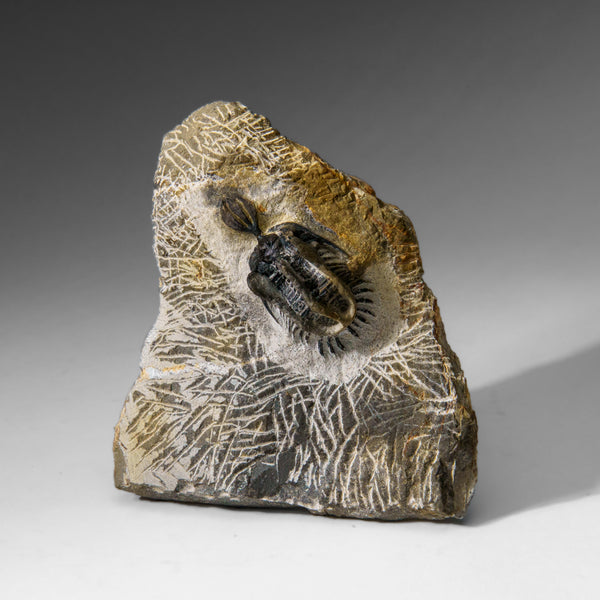 Psychopyge Trilobite on Matrix from Morocco