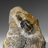 Psychopyge Trilobite on Matrix from Morocco