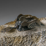 Psychopyge Trilobite on Matrix from Morocco