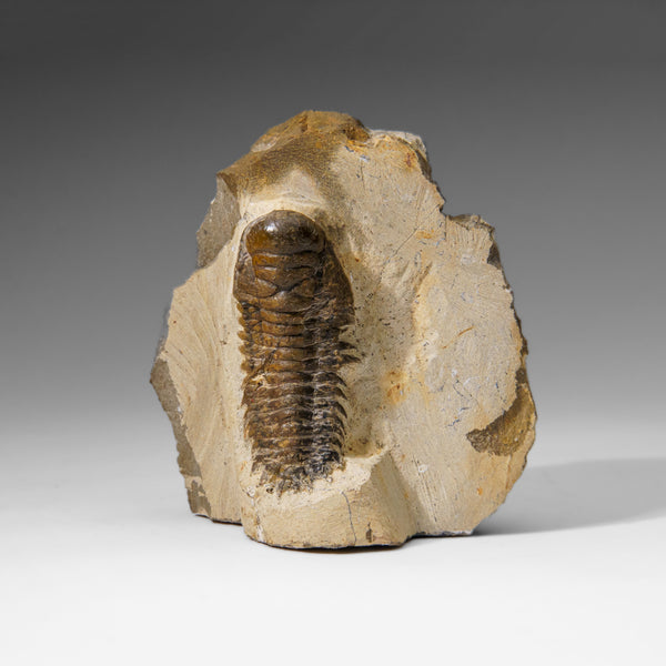 Genuine Crotalocephalina Trilobite in Matrix from Morocco