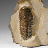 Genuine Crotalocephalina Trilobite in Matrix from Morocco