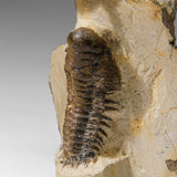 Genuine Crotalocephalina Trilobite in Matrix from Morocco
