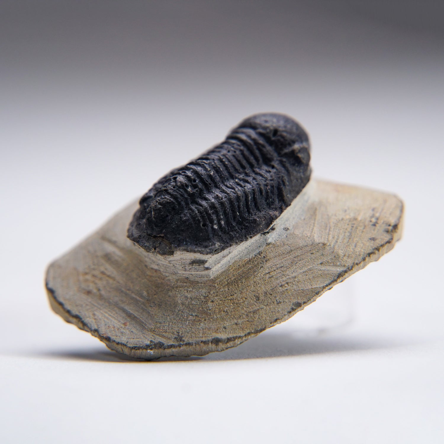 Genuine Phacopid Trilobite on Matrix (32.6 grams)