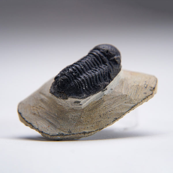 Genuine Phacopid Trilobite on Matrix (32.6 grams)