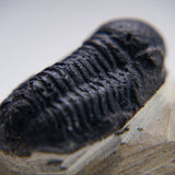 Genuine Phacopid Trilobite on Matrix (32.6 grams)