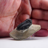 Genuine Phacopid Trilobite on Matrix (32.6 grams)