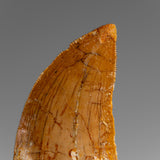 Genuine Natural Carcharodontosaurus Dinosaur Tooth in Display Box // v1