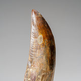 Genuine Natural Carcharodontosaurus Dinosaur Tooth in Display Box // v2