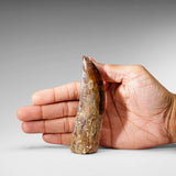 Genuine Natural Carcharodontosaurus Dinosaur Tooth in Display Box // v2