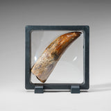 Genuine Natural Carcharodontosaurus Dinosaur Tooth in Display Box // v2