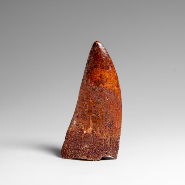 Genuine Natural Carcharodontosaurus Dinosaur Tooth in Display Box // v3