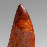 Genuine Natural Carcharodontosaurus Dinosaur Tooth in Display Box // v3