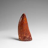 Genuine Natural Carcharodontosaurus Dinosaur Tooth in Display Box // v3