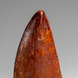 Genuine Natural Carcharodontosaurus Dinosaur Tooth in Display Box // v3