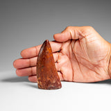 Genuine Natural Carcharodontosaurus Dinosaur Tooth in Display Box // v3