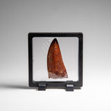 Genuine Natural Carcharodontosaurus Dinosaur Tooth in Display Box // v3