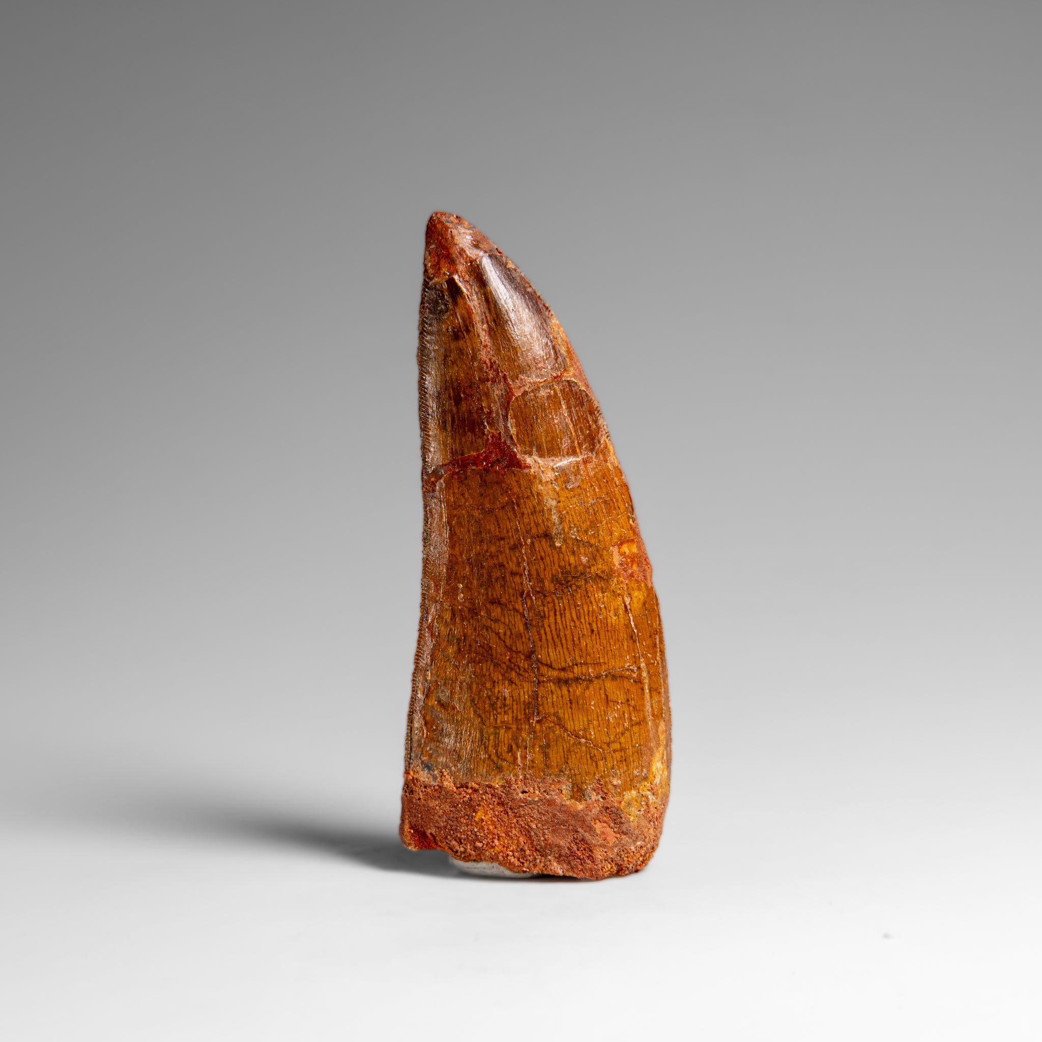 Genuine Natural Carcharodontosaurus Dinosaur Tooth in Display Box // v4