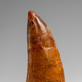 Genuine Natural Carcharodontosaurus Dinosaur Tooth in Display Box // v4