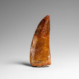 Genuine Natural Carcharodontosaurus Dinosaur Tooth in Display Box // v4