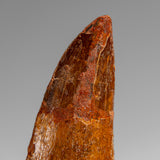 Genuine Natural Carcharodontosaurus Dinosaur Tooth in Display Box // v4