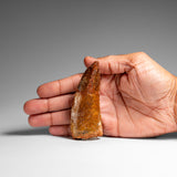 Genuine Natural Carcharodontosaurus Dinosaur Tooth in Display Box // v4