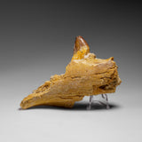 Genuine Mosasaur Tooth in a Fossilized Jaw bone