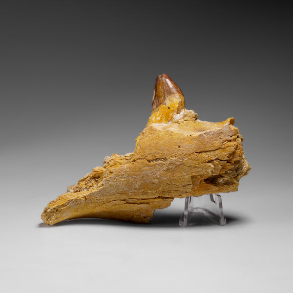 Genuine Mosasaur Tooth in a Fossilized Jaw bone