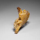 Genuine Mosasaur Tooth in a Fossilized Jaw bone