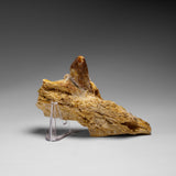 Genuine Mosasaur Tooth in a Fossilized Jaw bone