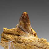 Genuine Mosasaur Tooth in a Fossilized Jaw bone