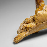 Genuine Mosasaur Tooth in a Fossilized Jaw bone