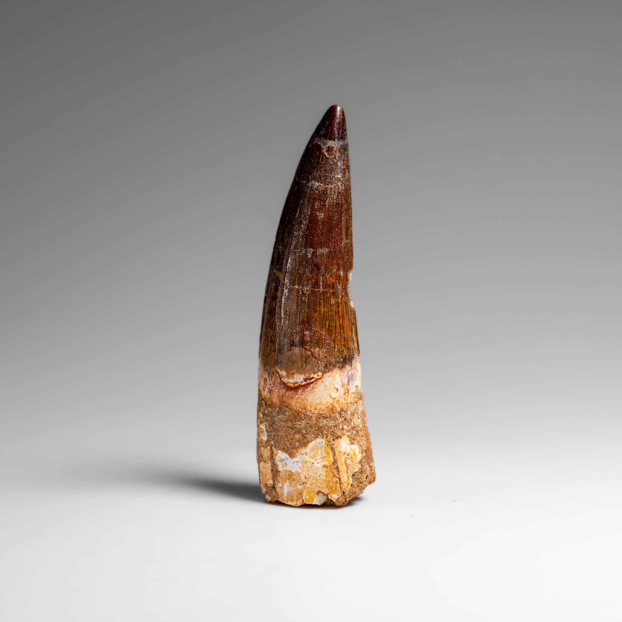 Genuine Natural Spinosaurus Dinosaur Tooth // v1