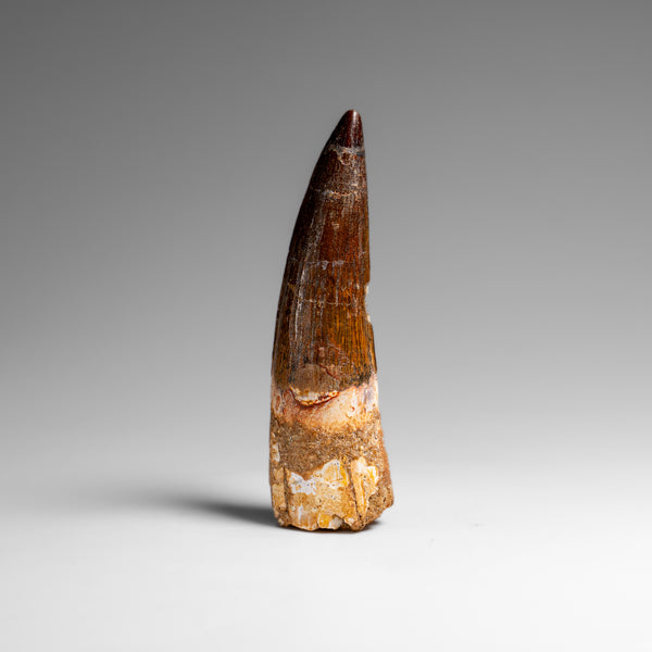 Genuine Natural Spinosaurus Dinosaur Tooth // v1