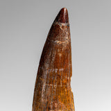 Genuine Natural Spinosaurus Dinosaur Tooth // v1