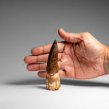 Genuine Natural Spinosaurus Dinosaur Tooth // v1