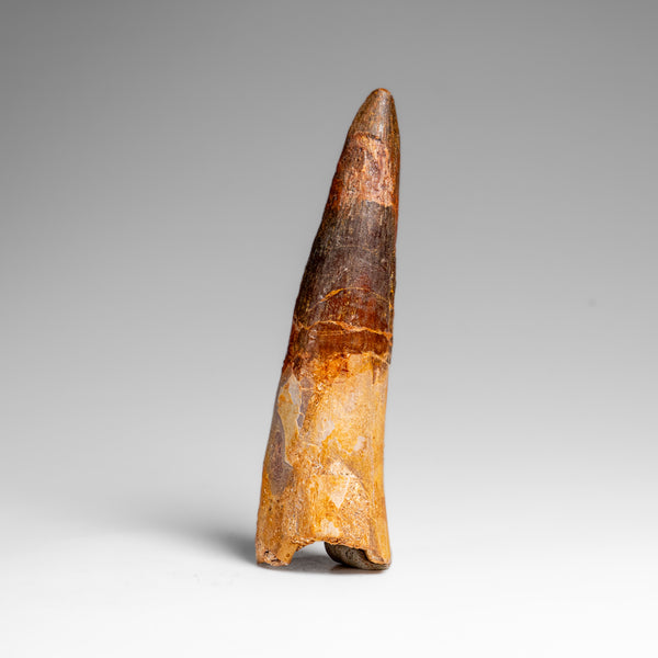 Genuine Natural Spinosaurus Dinosaur Tooth // v2