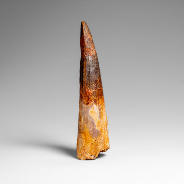 Genuine Natural Spinosaurus Dinosaur Tooth // v2