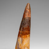 Genuine Natural Spinosaurus Dinosaur Tooth // v2