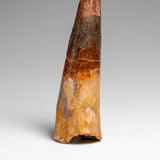 Genuine Natural Spinosaurus Dinosaur Tooth // v2