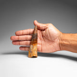 Genuine Natural Spinosaurus Dinosaur Tooth // v2