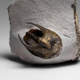 Genuine Trilobite Fossil (Ptychopariida) on Matrix