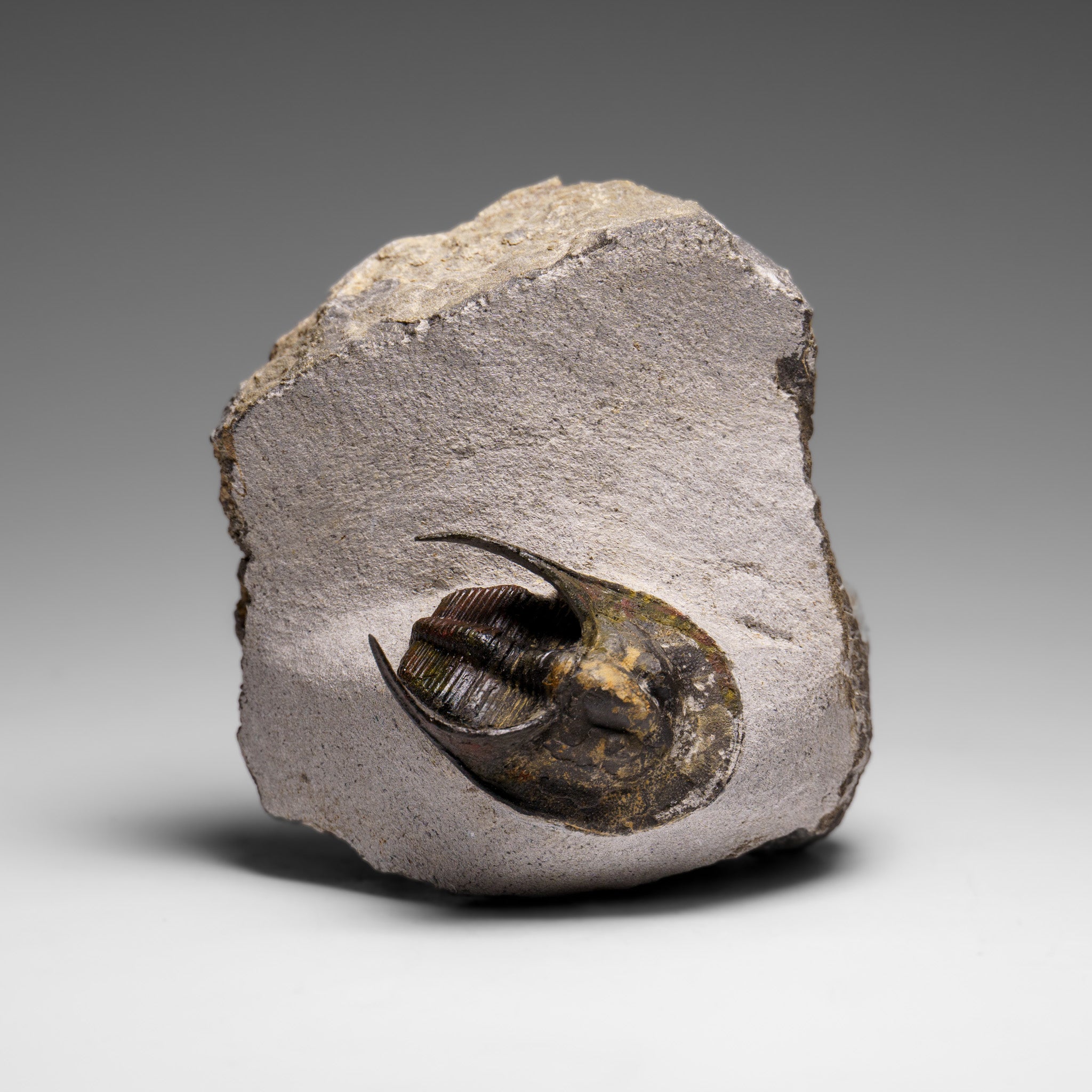 Genuine Trilobite Fossil (Ptychopariida) on Matrix