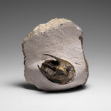 Genuine Trilobite Fossil (Ptychopariida) on Matrix