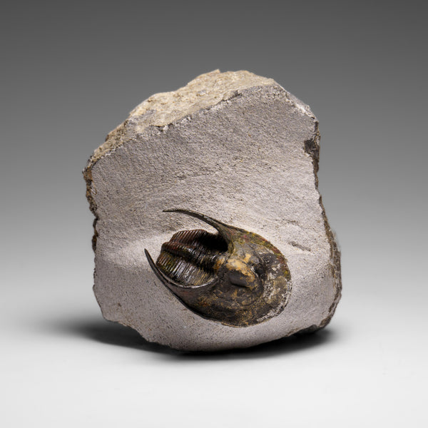 Genuine Trilobite Fossil (Ptychopariida) on Matrix