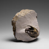 Genuine Trilobite Fossil (Ptychopariida) on Matrix