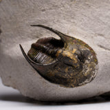 Genuine Trilobite Fossil (Ptychopariida) on Matrix