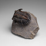 Genuine Ceratarges armatus Trilobite from Morocco