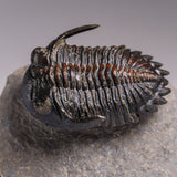Genuine Ceratarges armatus Trilobite from Morocco
