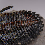 Genuine Ceratarges armatus Trilobite from Morocco